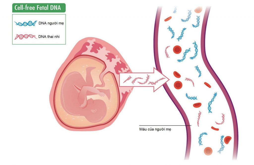 Sự tồn tại của cff-DNA, cơ sở khoa học để làm xét nghiệm ADN thai nhi không xâm lấn.