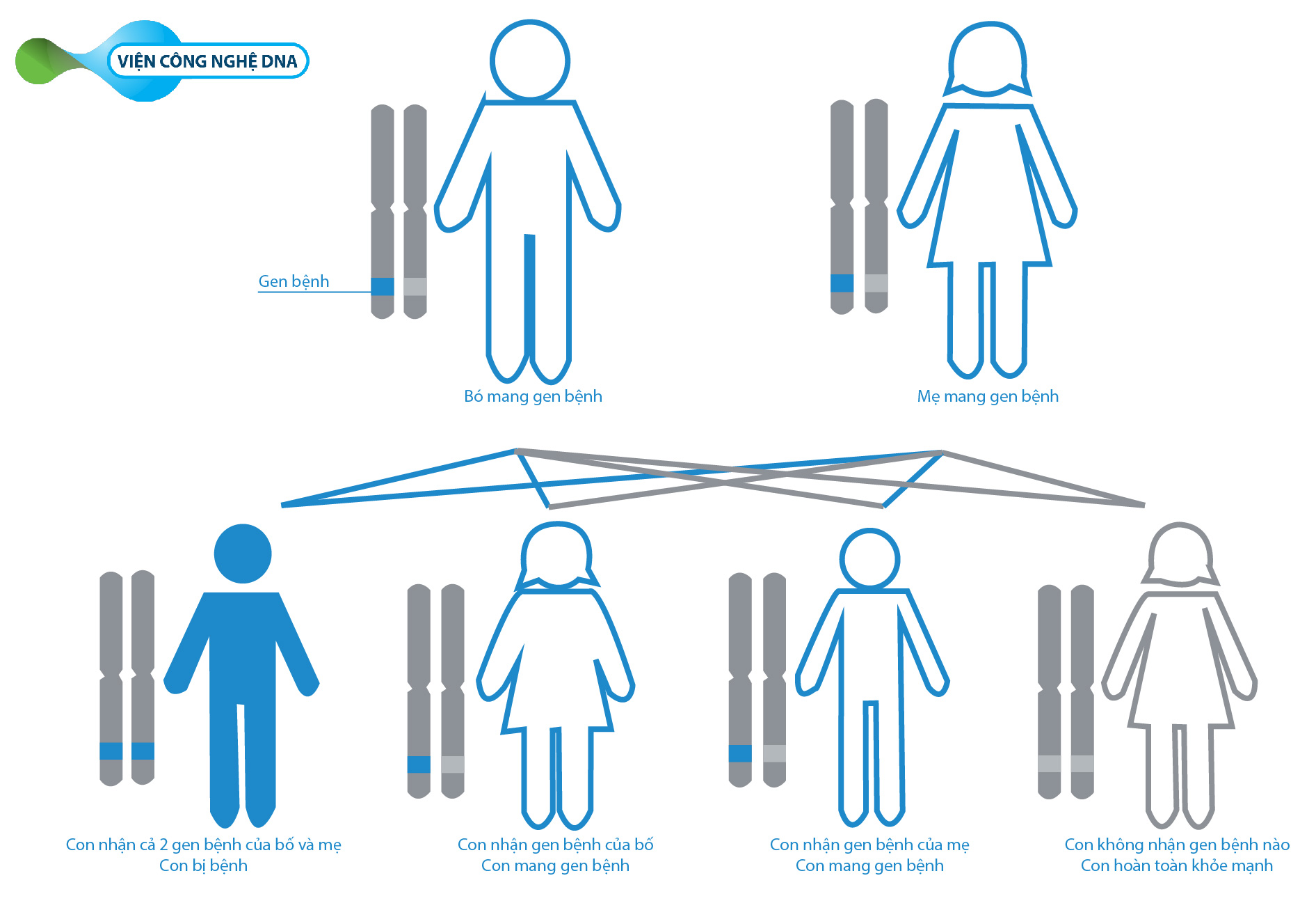 co-che-di-truyen-thalassemia