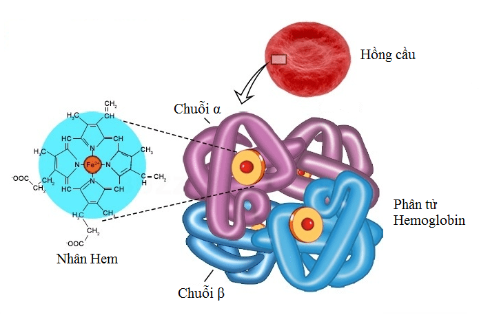 dien-di-huyet-sac-to