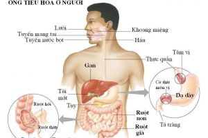 Ung thư đường tiêu hóa – phát hiện sớm là cách phòng ngừa tốt nhất