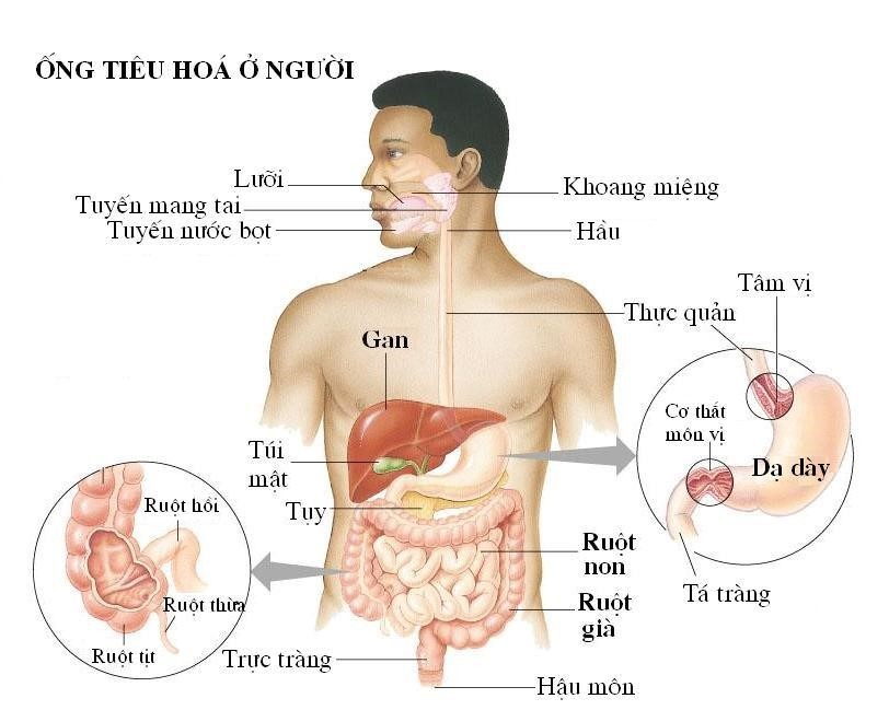 so do ong tieu hoa cua nguoi