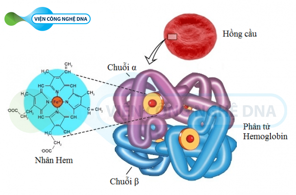 Điện di huyết sắc tố là xét nghiệm phát hiện bệnh Thalassemia phổ biến nhất
