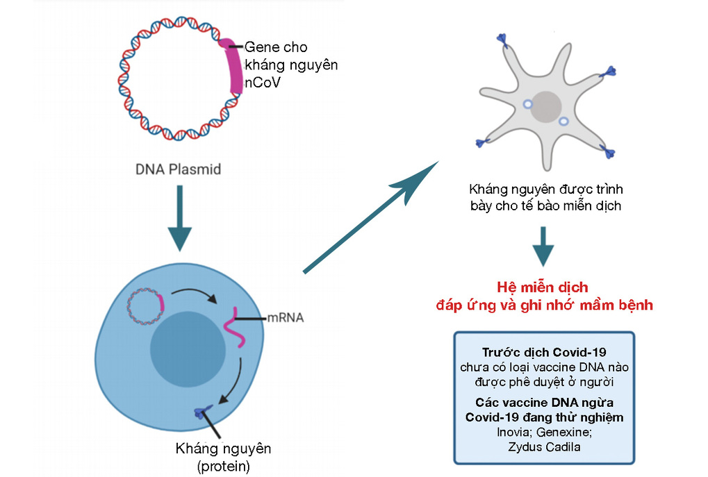 vaccine cong nghe DNA dau tien the gioi