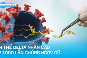 Biến thể Delta nhân cao gấp 1.000 lần chủng nCoV cũ