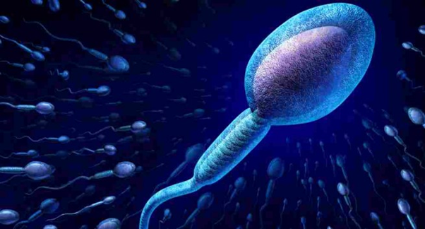 Phương pháp swim up được thực hiện dựa vào khả năng di động của tinh trùng